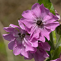 Silene dioica - silenes-dioicae